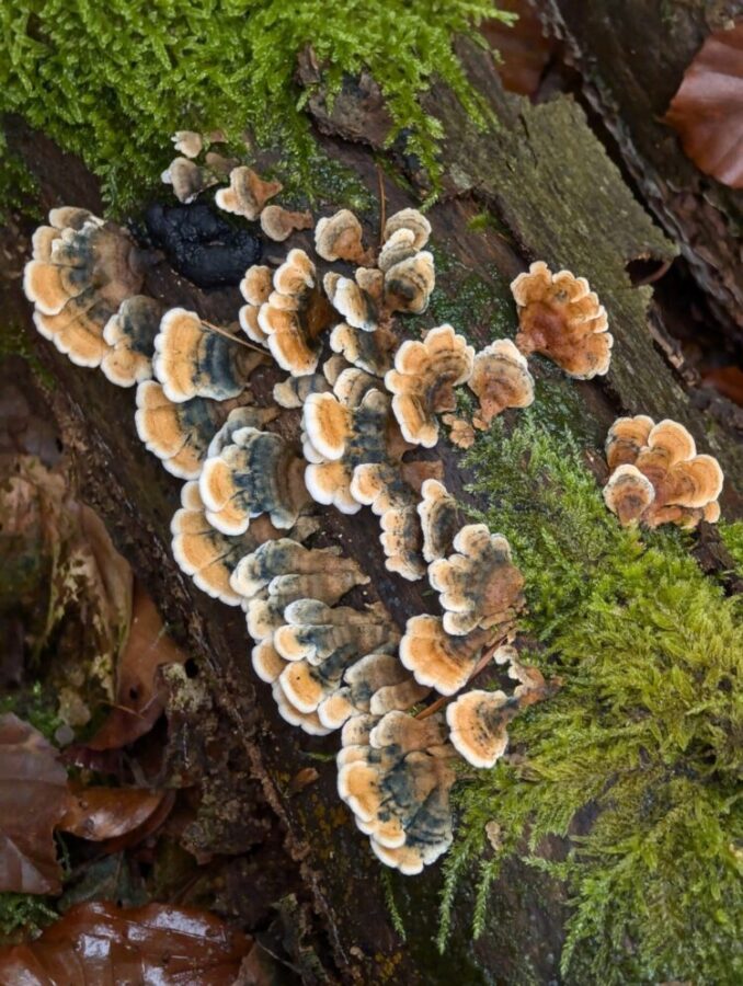 Paddestoel